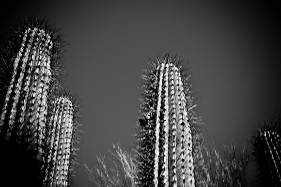 0031_DG_Cactus_Scottsdale_AZ_USA_2009_5L8Y5278