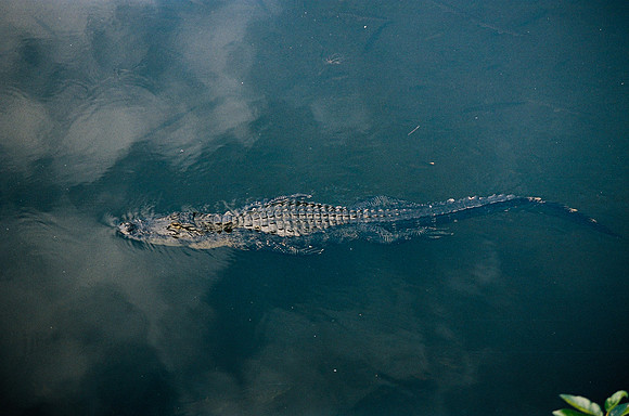 84694_EVERGLADES 33942R5__Azuley-R5-17A