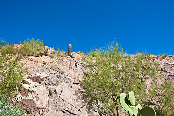 0031_DG_Cactus_Scottsdale_AZ_USA_2009_5L8Y5223