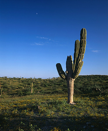 4000_20080719_ADS_Mexican_Landscape_Mexico_P075