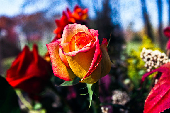 0337_FM_COLOR_MINESOTA_99_43.jpg