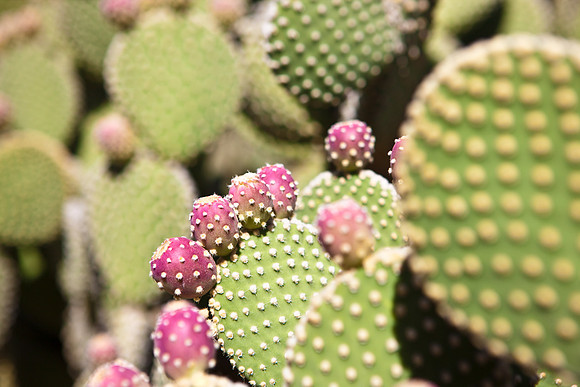 0031_La_Arizona_5L8Y5255