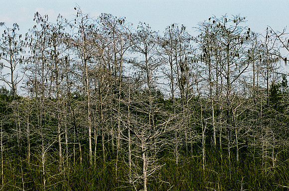 84694_EVERGLADES 33942__Azuley-R8-36
