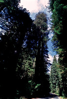 47979_B18_SL_COLOR_REDWOOD_CA_97_06.jpg