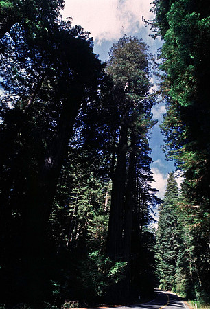 47979_B18_SL_COLOR_REDWOOD_CA_97_06.jpg