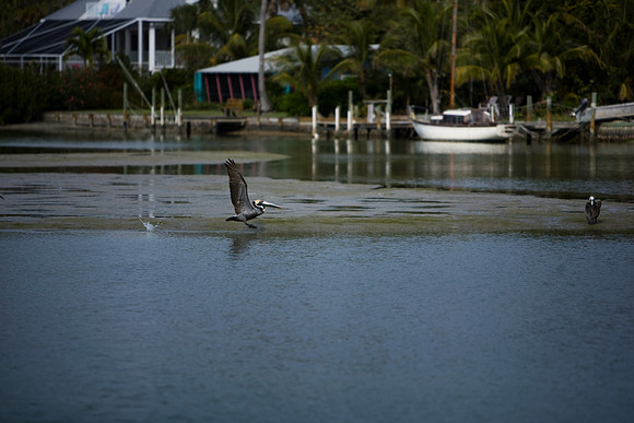 85540_ZV4N6730_Miami_To_Sanibel_Island_FL_Sanibel_FL_USA