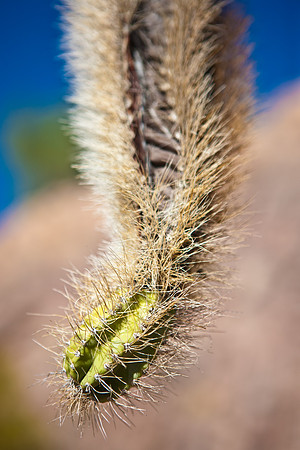 0031_La_Arizona_5L8Y5319