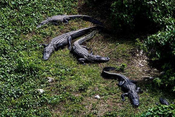 84673_ZV4N_1467_Everglades_Shark_Valley_FL_USA