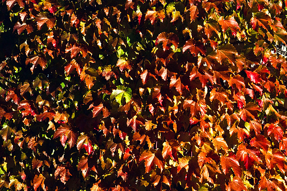 0258_FM_COLOR_MINESOTA_99_20.jpg
