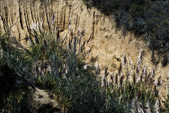 47940_B17_SL_COLOR_COAST_CA_97_14.jpg