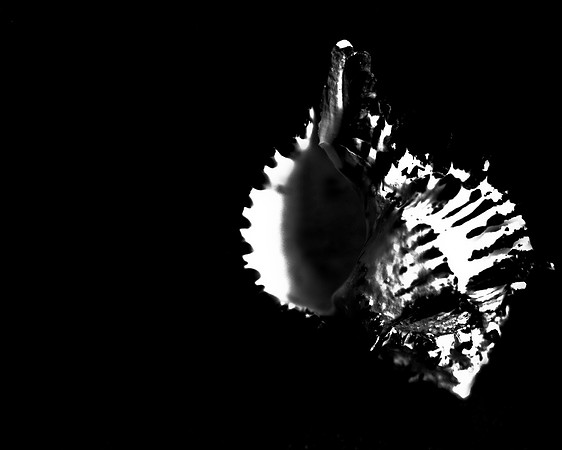 42456_FM_4X5_BW_BLACK_MUREX_SHELLS_FL_04_23.jpg