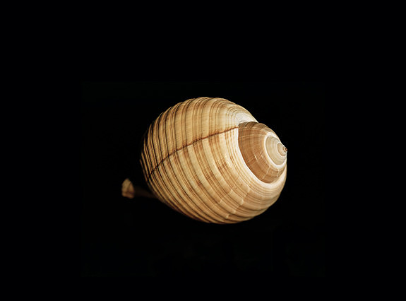 42461_Shells_B_20_30