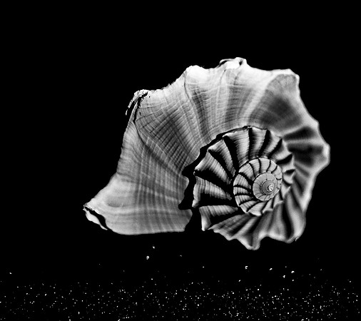 42433_FM_4X5_BW_MUREX_SHELLS_FL_04_12.jpg