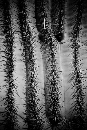 0031_La_Arizona_5L8Y5384
