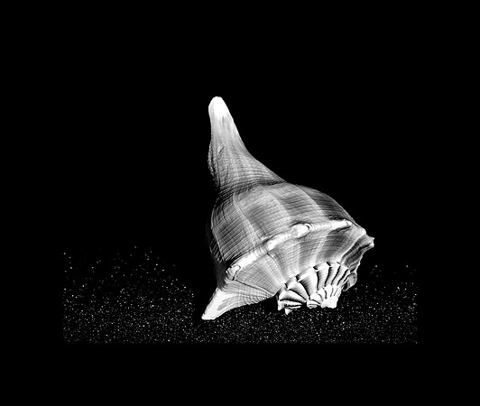 42434_FM_4X5_BW_MUREX_WHELK_SHELLS_FL_04 _01.jpg