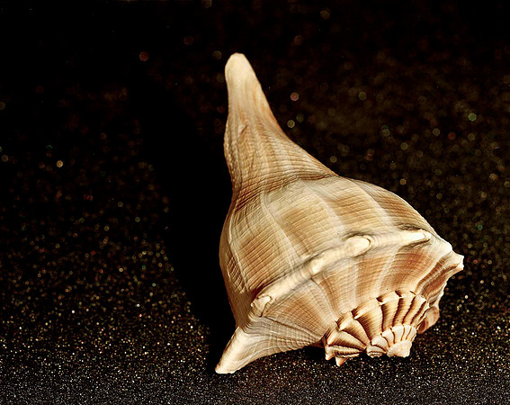 42466_FM_4X5_COLOR_WHELK_LIGHTING_SHELLS_FL_04_04.jpg