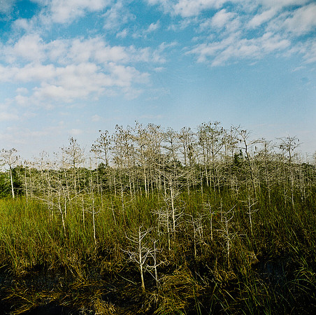 33931_FM_COLOR_SQ_EVERGLADES_FL_03_04.tif