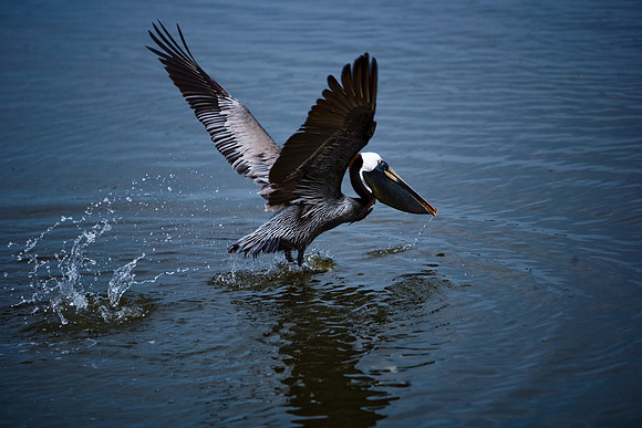 85540_ZV4N7096_Miami_To_Sanibel_Island_FL_Sanibel_FL_USA