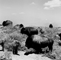 2453_B4P2_BW_SQ_KANSAS_02_1.jpg