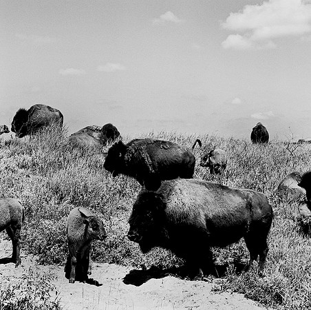 2453_B4P2_BW_SQ_KANSAS_02_1.jpg