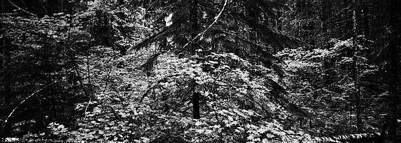 7575_FM_BW_CA_RED_WOODS_01_13.jpg