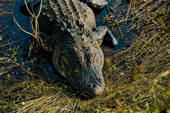 84694_EVERGLADES 33942__Azuley-R8-2