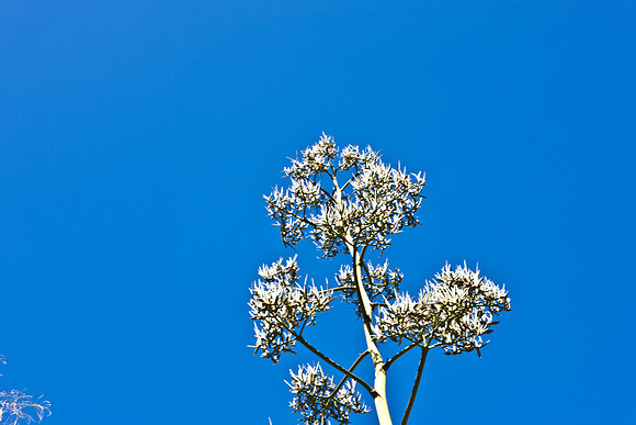 0031_La_Arizona_5L8Y5414