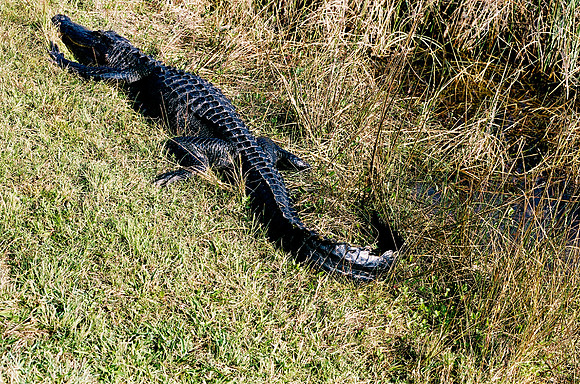 84694_EVERGLADES 33942R5__Azuley-R5-4A
