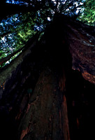 47979_B18_SL_COLOR_REDWOOD_CA_97_19.jpg