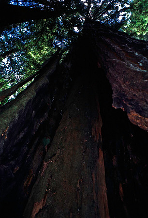 47979_B18_SL_COLOR_REDWOOD_CA_97_19.jpg