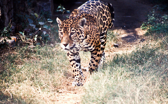 47306_SL_COLOR_INDIA_1987_9