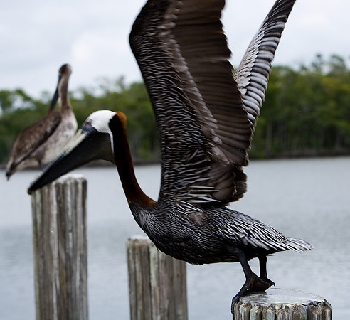 85538_20080323-ZV4N7995_Miami_To_Sanibel_Island_Florida_Everglades_FL_USA