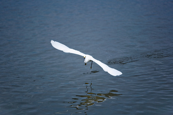 85540_ZV4N7102_Miami_To_Sanibel_Island_FL_Sanibel_FL_USA