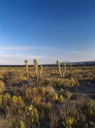 4000_20080719_ADS_Mexican_Landscape_Mexico_128