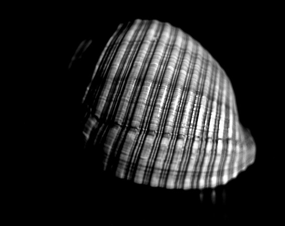 42450_A_FM_4X5_BW_GIANT_TUM_SHELLS_FL_04_03.jpg