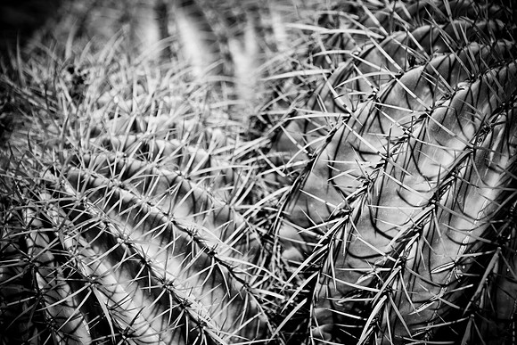 0031_DG_Cactus_Scottsdale_AZ_USA_2009_5L8Y5236