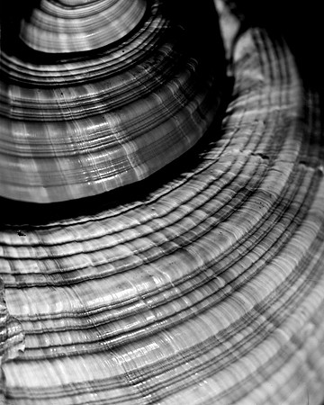 42426_FM_4X5_BW_GIANT_TUM_FL_04_09.jpg