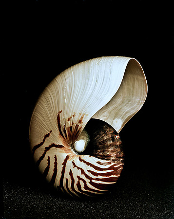 42472_FM_4X5_COLOR_NATNAUT_SHELLS_FL_04_11.jpg