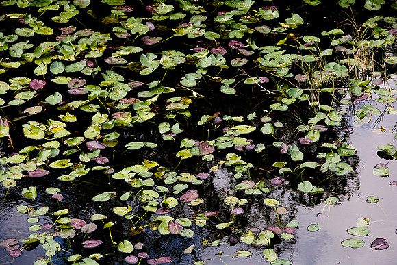 84673_ZV4N_1472_Everglades_Shark_Valley_FL_USA