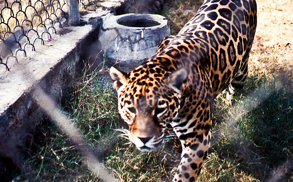 47306_SL_COLOR_INDIA_1987_8