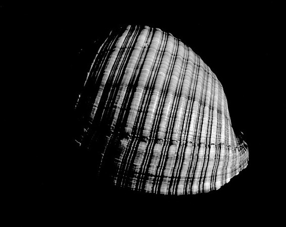 42450_Shells_B