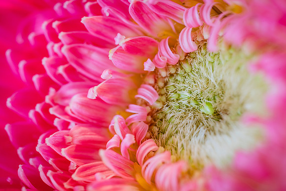 20170120_Flowers_Closeups_75A3701