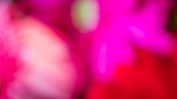 20170120_Flowers_Closeups_75A3691