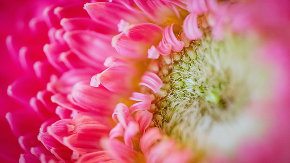20170120_Flowers_Closeups_75A3703