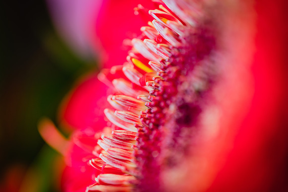 20170120_Flowers_Closeups_75A3774