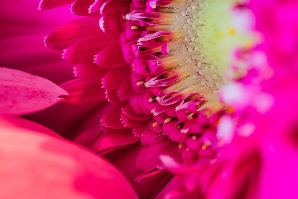 20170120_Flowers_Closeups_75A3699