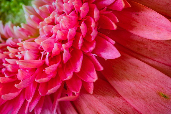 20170120_Flowers_Closeups_75A3801