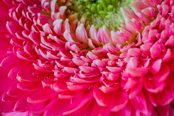 20170120_Flowers_Closeups_75A3802