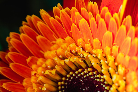 20170120_Flowers_Closeups_75A3799