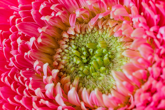 20170120_Flowers_Closeups_75A3804